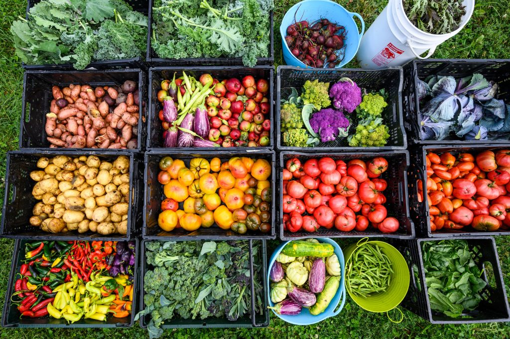 A bounty of more than 300 pounds of freshly-harvested produce and vegetables.