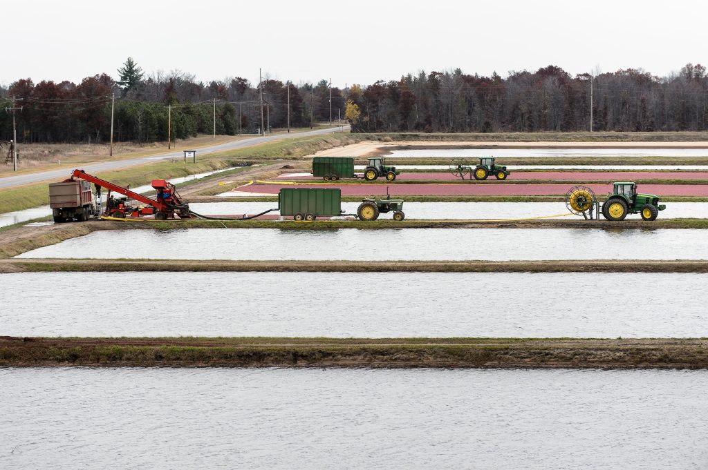 Farmers harvest cranberries from flooded-cranberry marshes at Cranberry Creek Cranberries.