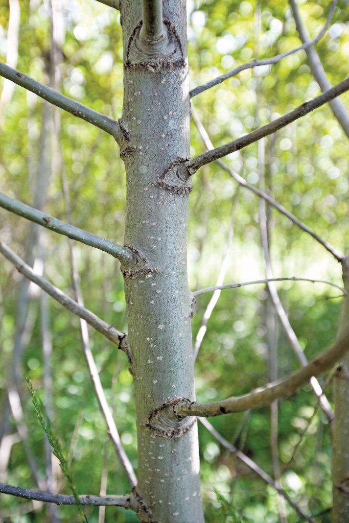 Lignin is a tough organic compound that gives plants like this poplar their structure—and it’s one of the biggest obstacles in breaking down plants to produce biofuel. John Ralph and his team have created a new technology that makes it easier to break down (or “unzip”) the lignin in cell walls to release the cellulose within. Photo by Matthew Wisniewski/Wisconsin Energy Institute