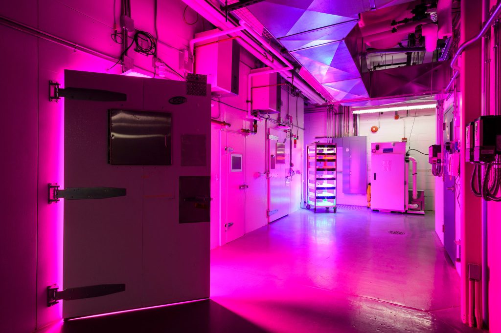 Intense hues of magenta and blue colors emanate from LED grow lights in a climate-controlled incubator room at the Wisconsin Crop Innovation Center (WCIC). The agricultural research facility is located in Middleton, Wis., just west of Madison. Photo by Jeff Miller/UW-Madison