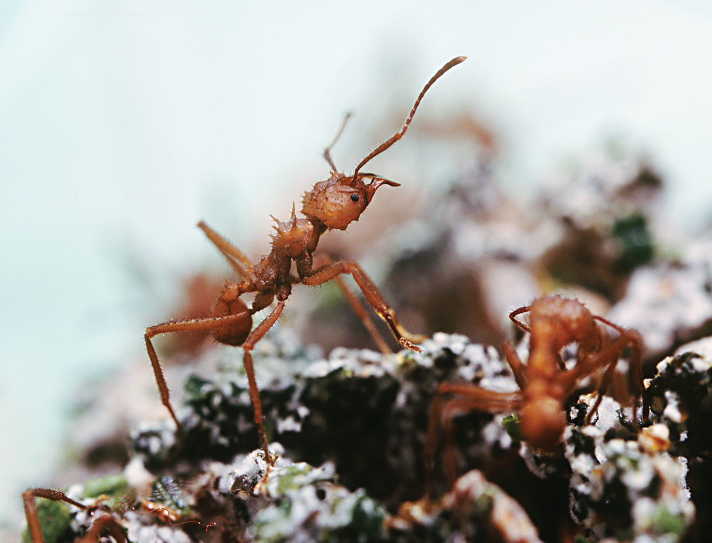 Leaf-cutting ants in a bacteriology lab 