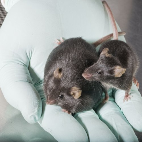 Two mice in James Ntambi's lab illustrate the power of genes in controlling fat. While both mice eat the same diets, the mouse on the right lacks a gene that is critical to how the body stores fat from foods. Photo from Grow 2008 Summer 