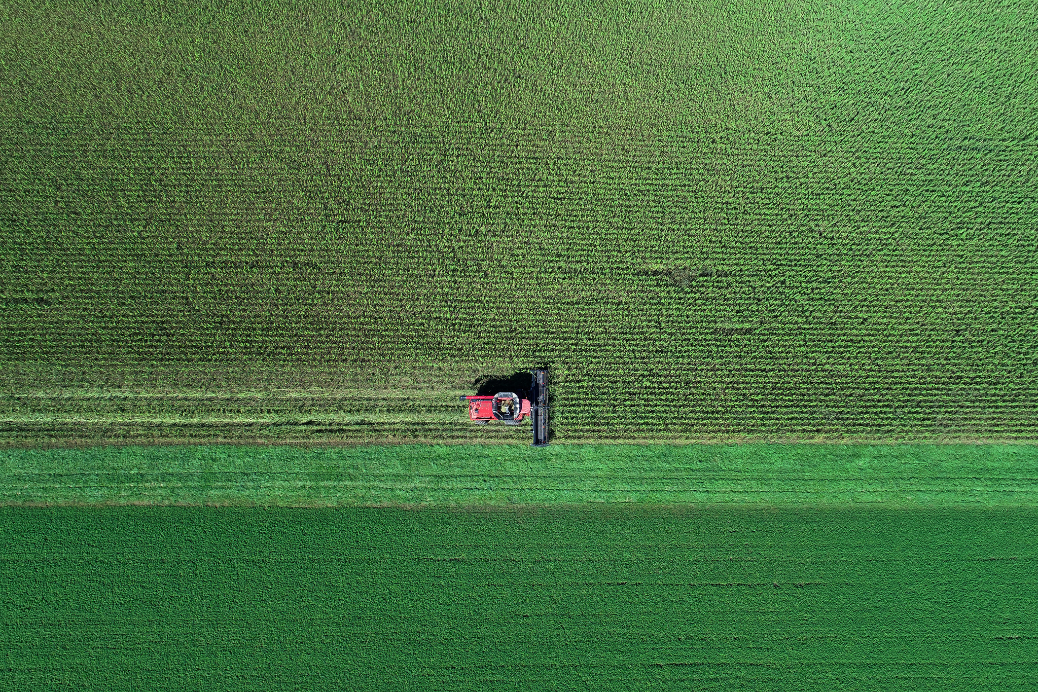 A combine harvests a field of industrial hemp at Arlington Agricultural Research Station.