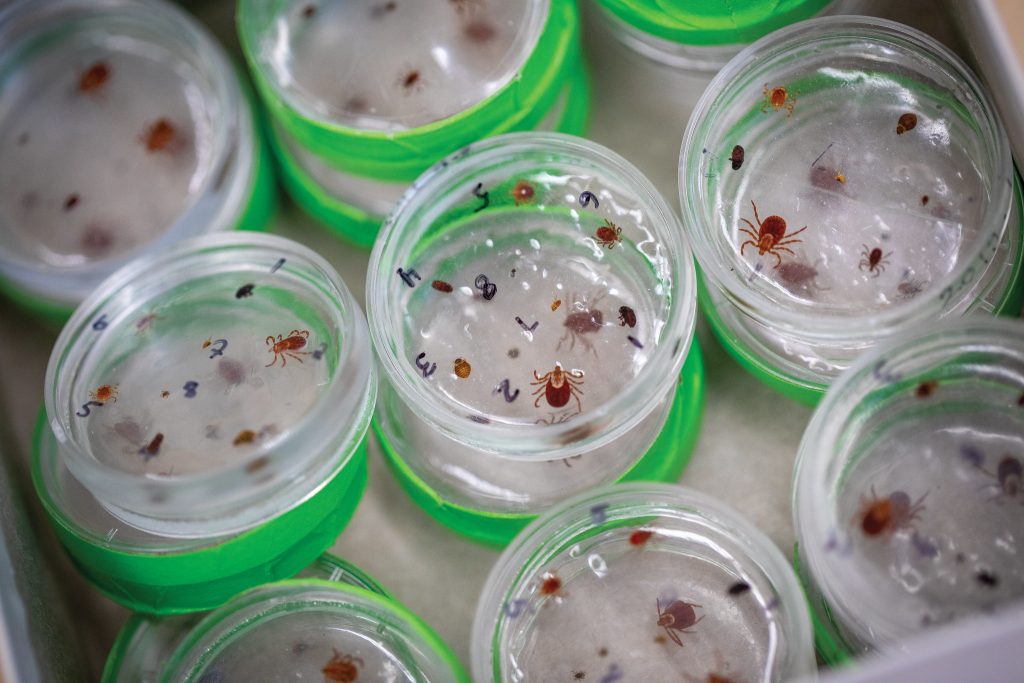 These disc-shaped resin blocks contain several species of ticks in various life stages as well as insects that are commonly mistaken for ticks. Undergraduate Hannah Fenelon worked with entomology professor Susan Paskewitz to develop the methods for creating the blocks, which have proven to be more effective than photos or illustrations in public education. Photo by Michael P. King/UW–Madison CALS